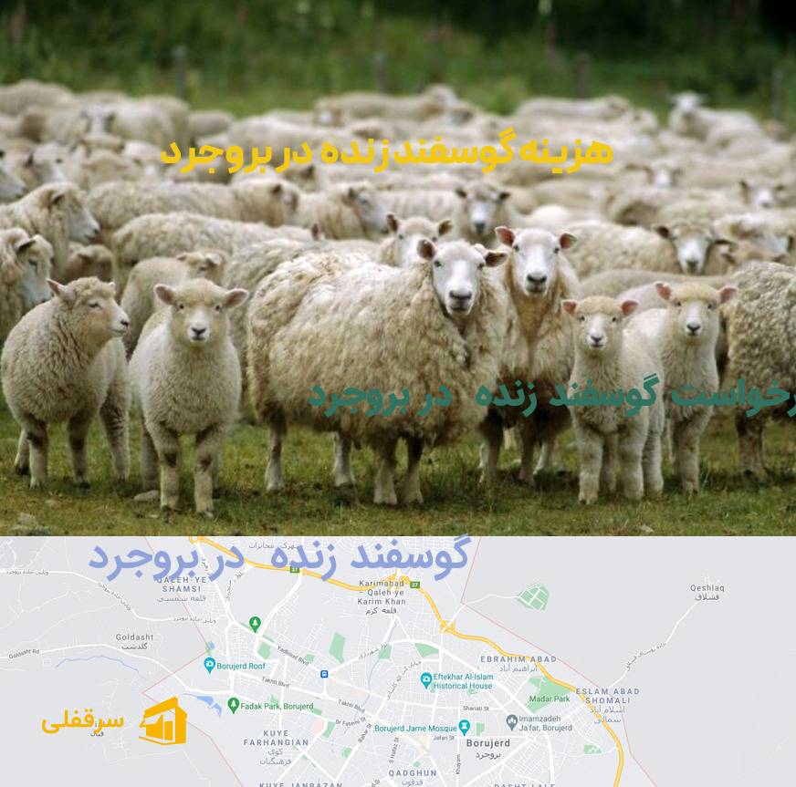 گوسفند زنده در بروجرد