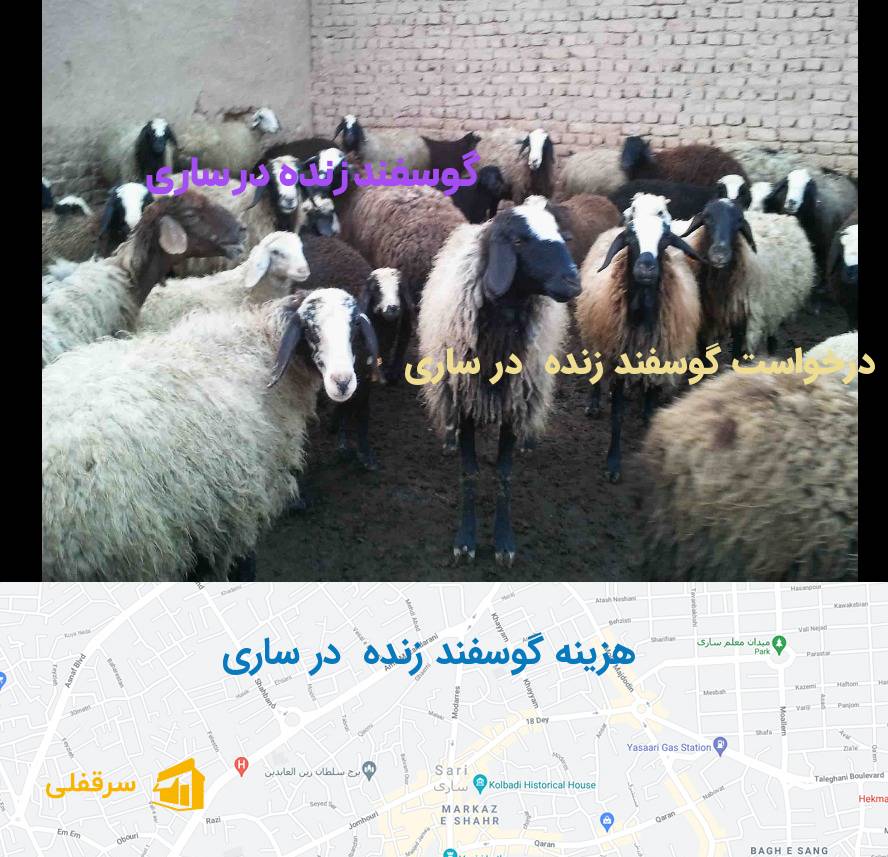 گوسفند زنده در ساری