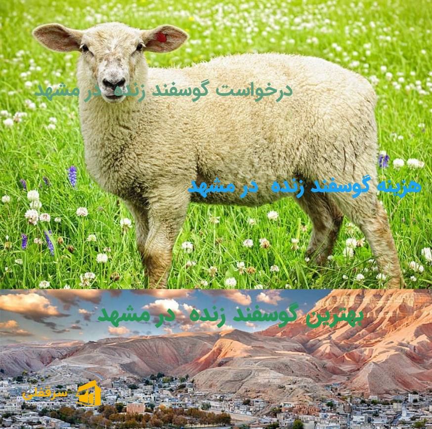 گوسفند زنده در مشهد