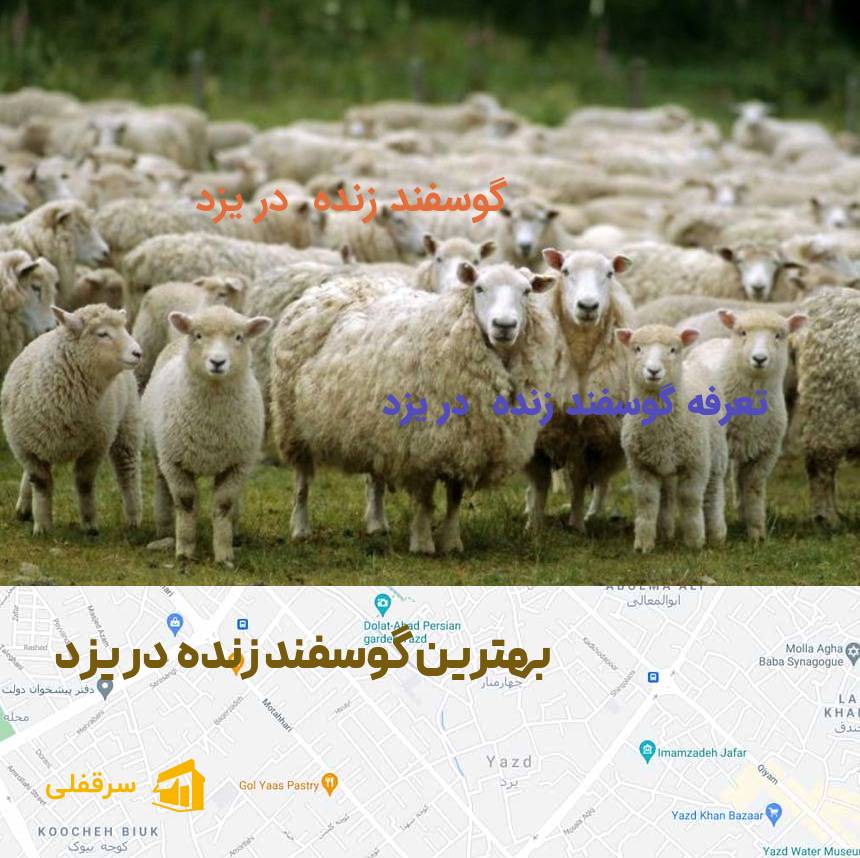 گوسفند زنده در یزد