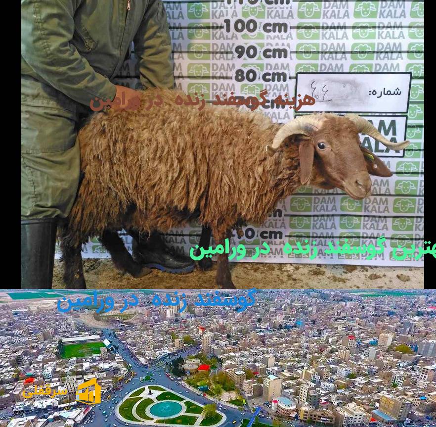 گوسفند زنده در ورامین