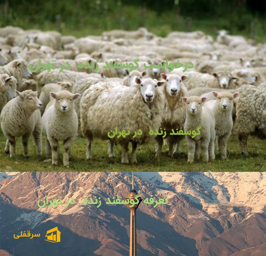 گوسفند زنده در تهران