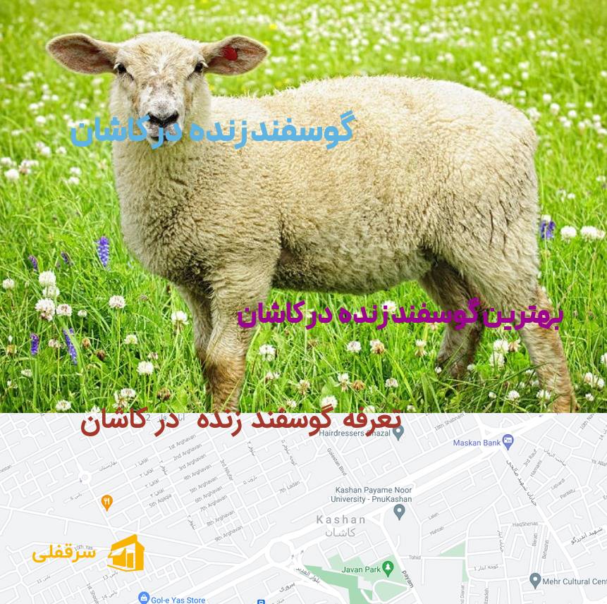 گوسفند زنده در کاشان