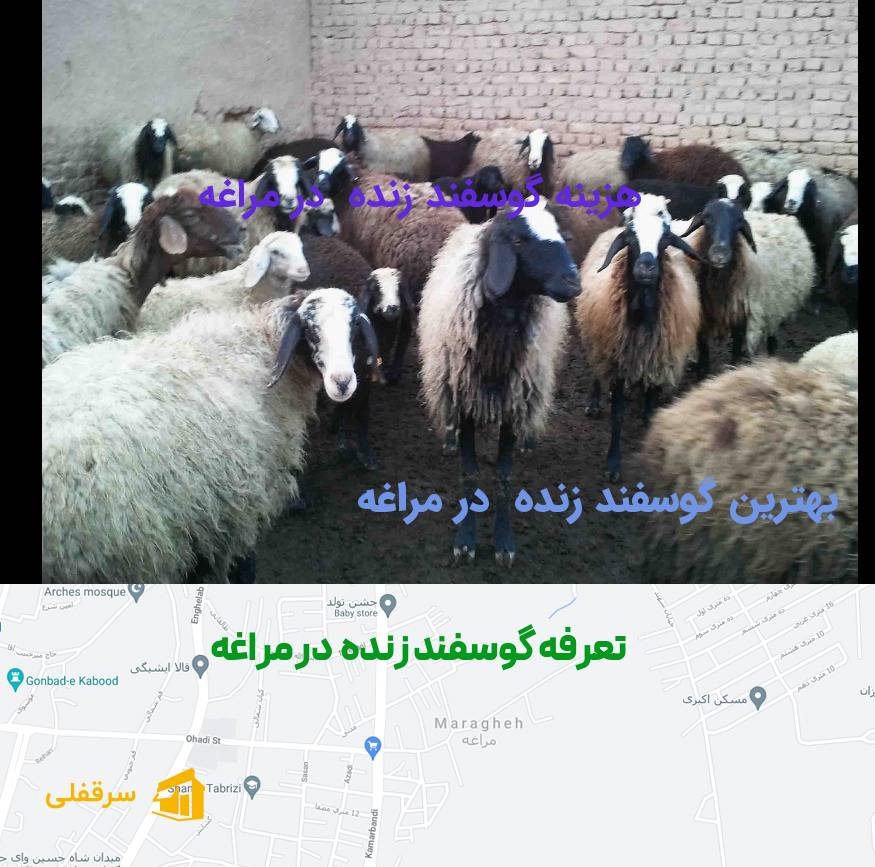 گوسفند زنده در مراغه