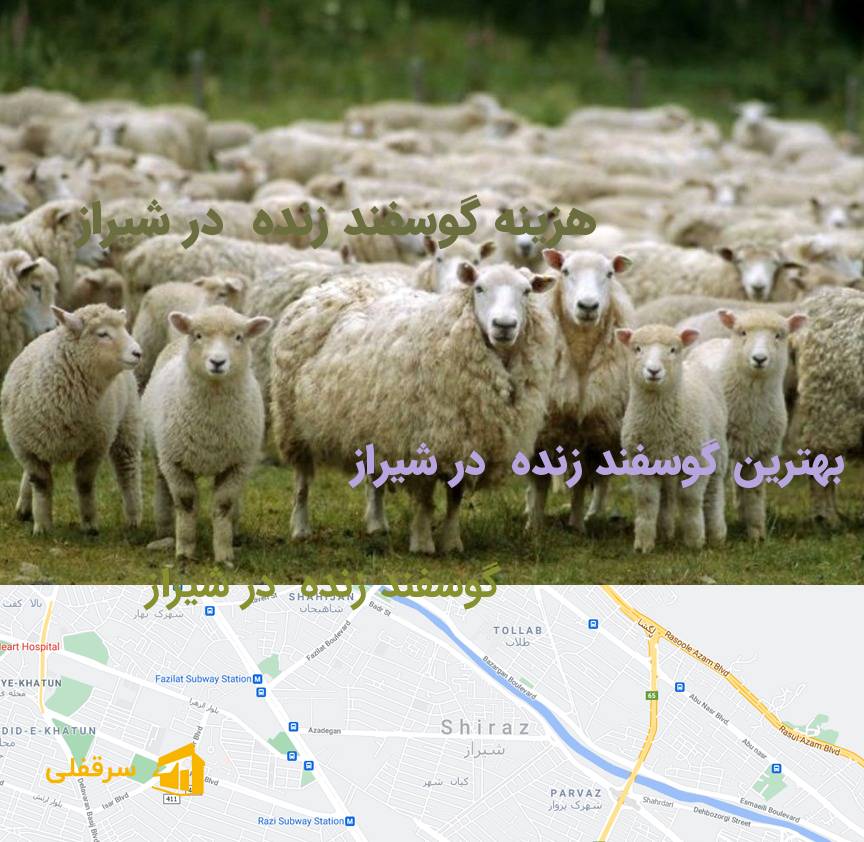 گوسفند زنده در شیراز