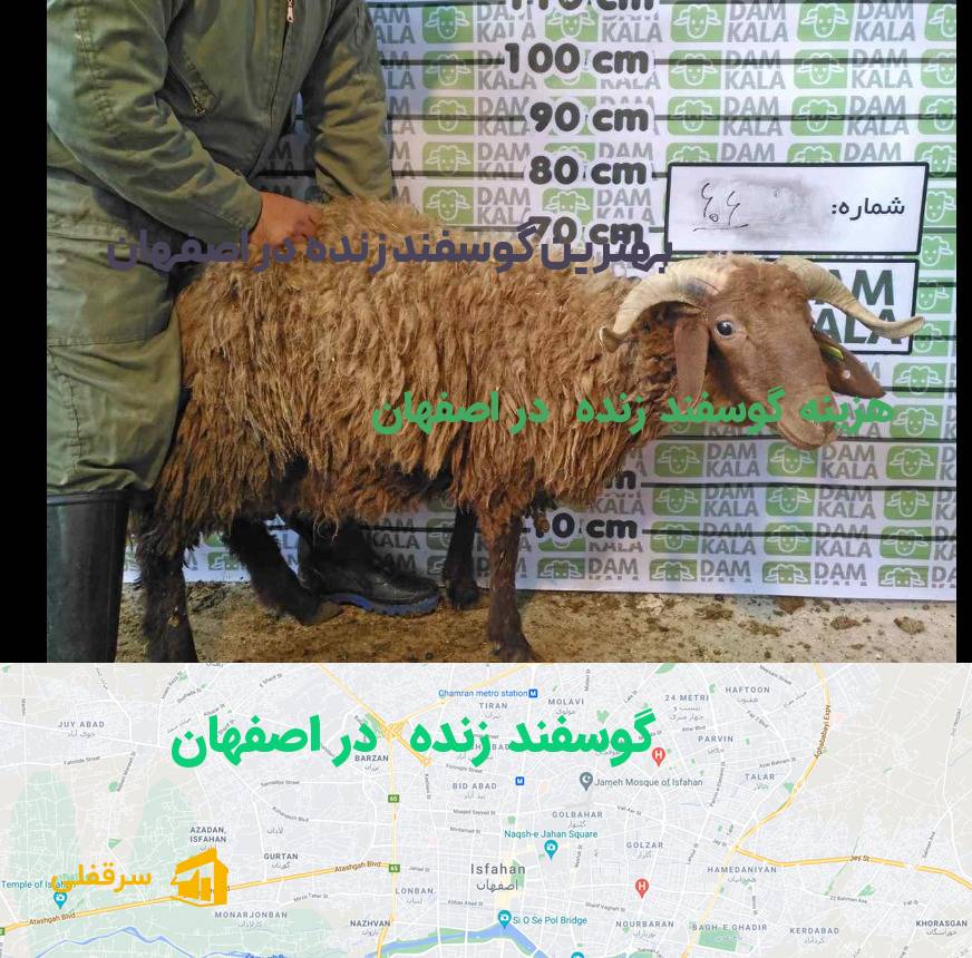 گوسفند زنده در اصفهان