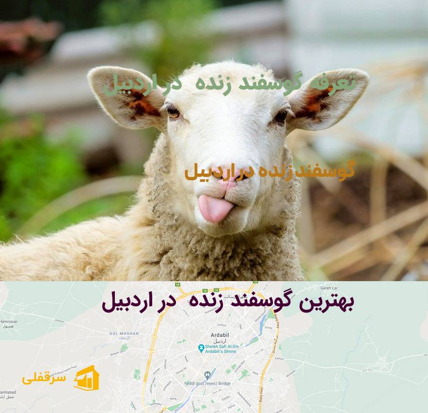گوسفند زنده در اردبیل