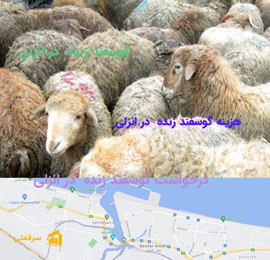 گوسفند زنده در انزلی