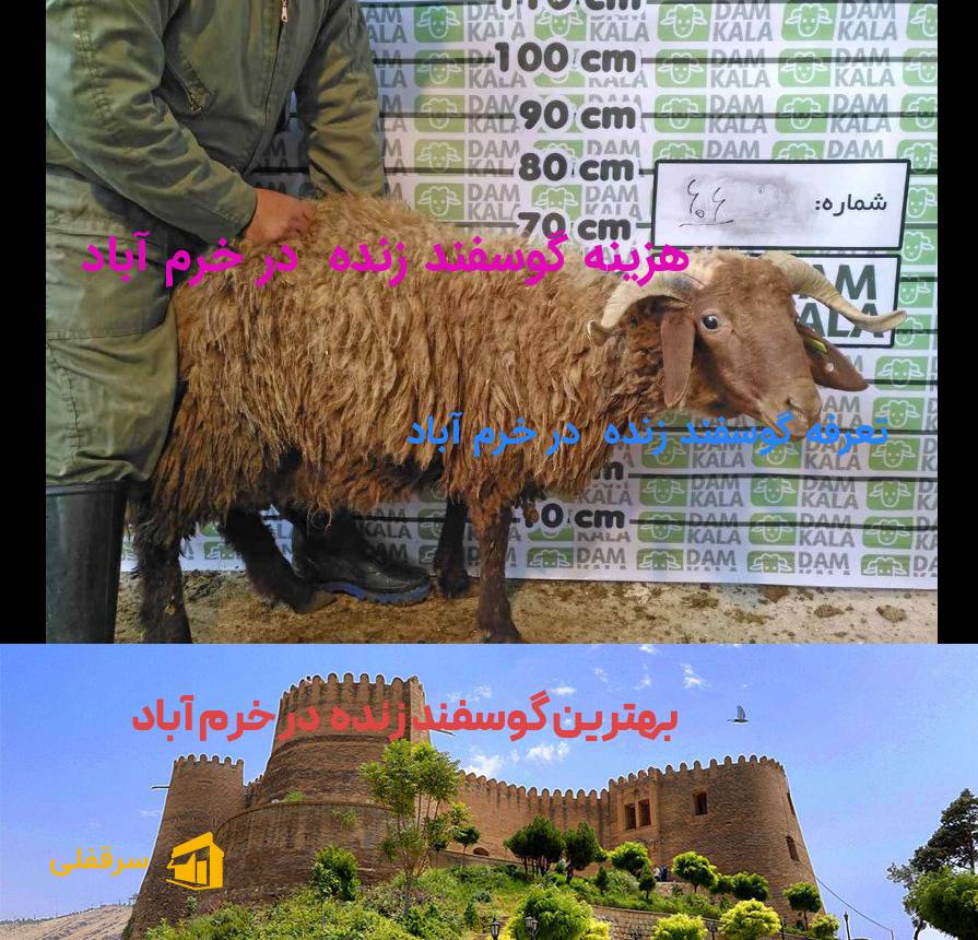 گوسفند زنده در خرم آباد