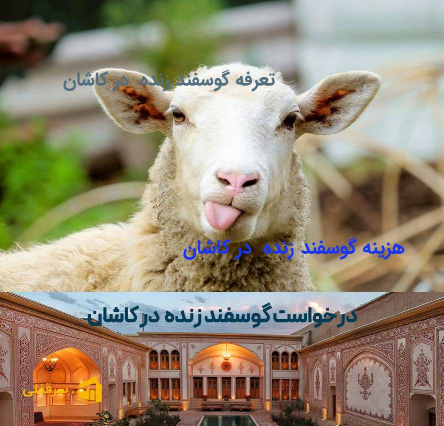 گوسفند زنده در کاشان