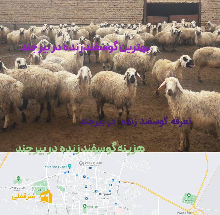 گوسفند زنده در بیرجند