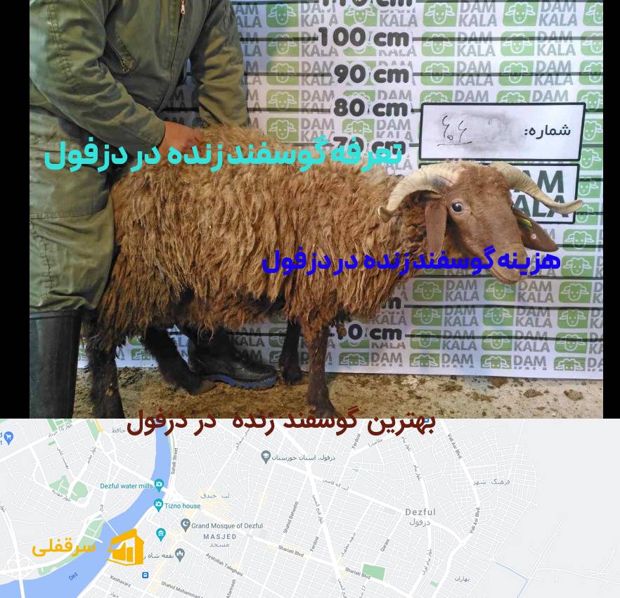 گوسفند زنده در دزفول