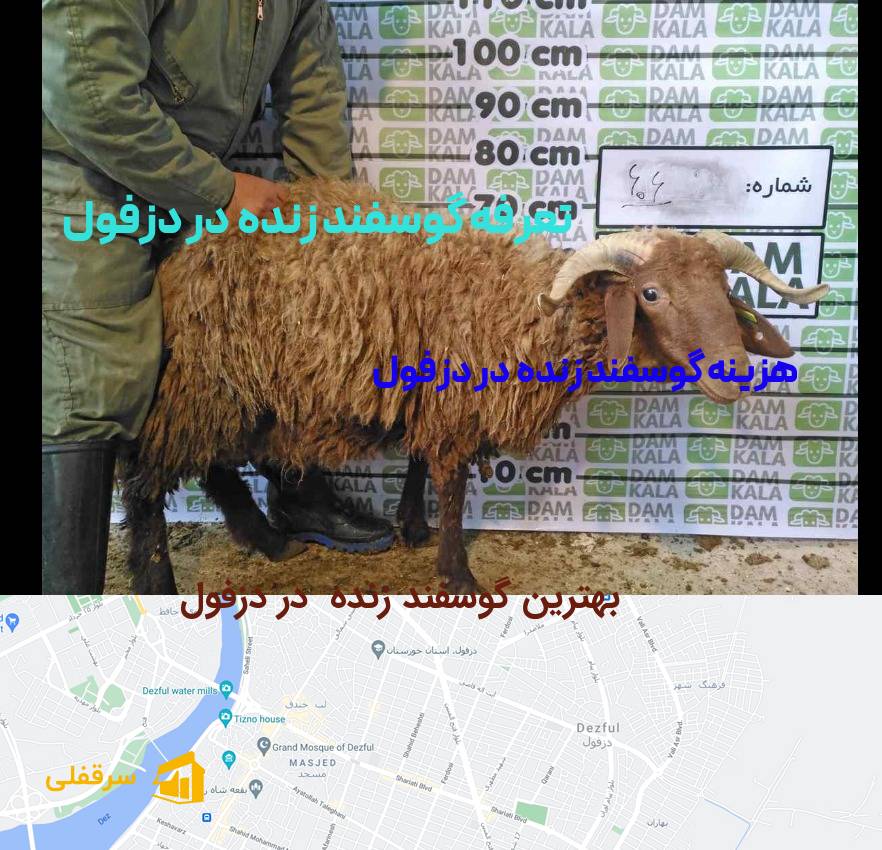 گوسفند زنده در دزفول