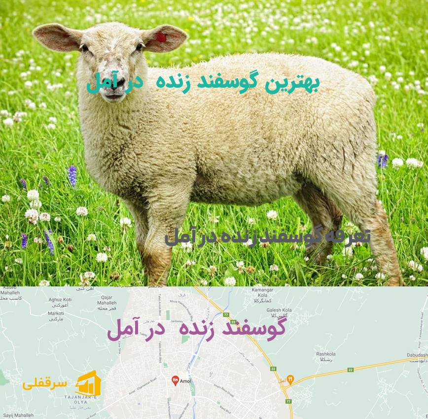 گوسفند زنده در آمل