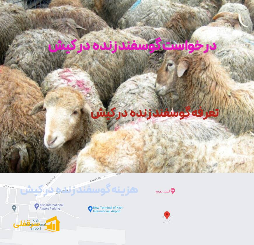 گوسفند زنده در کیش
