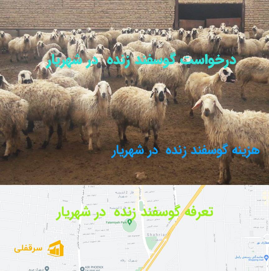 گوسفند زنده در شهریار