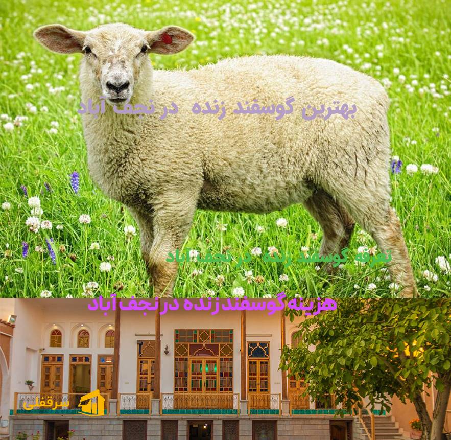 گوسفند زنده در نجف آباد