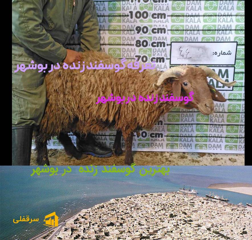 گوسفند زنده در بوشهر