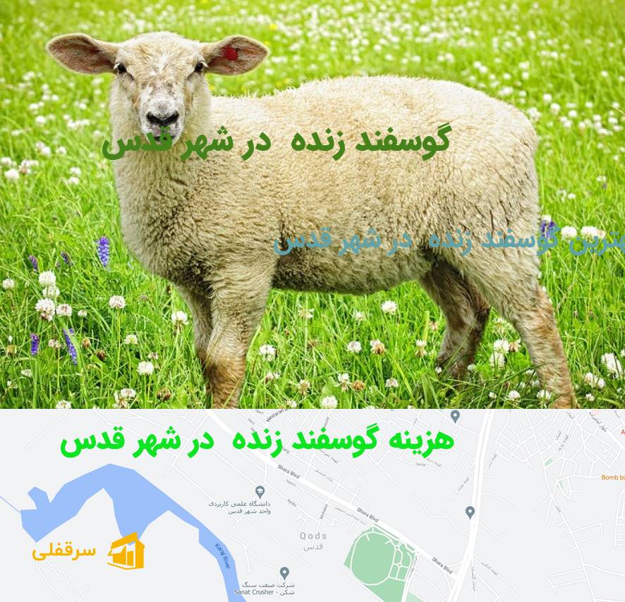 گوسفند زنده در شهر قدس