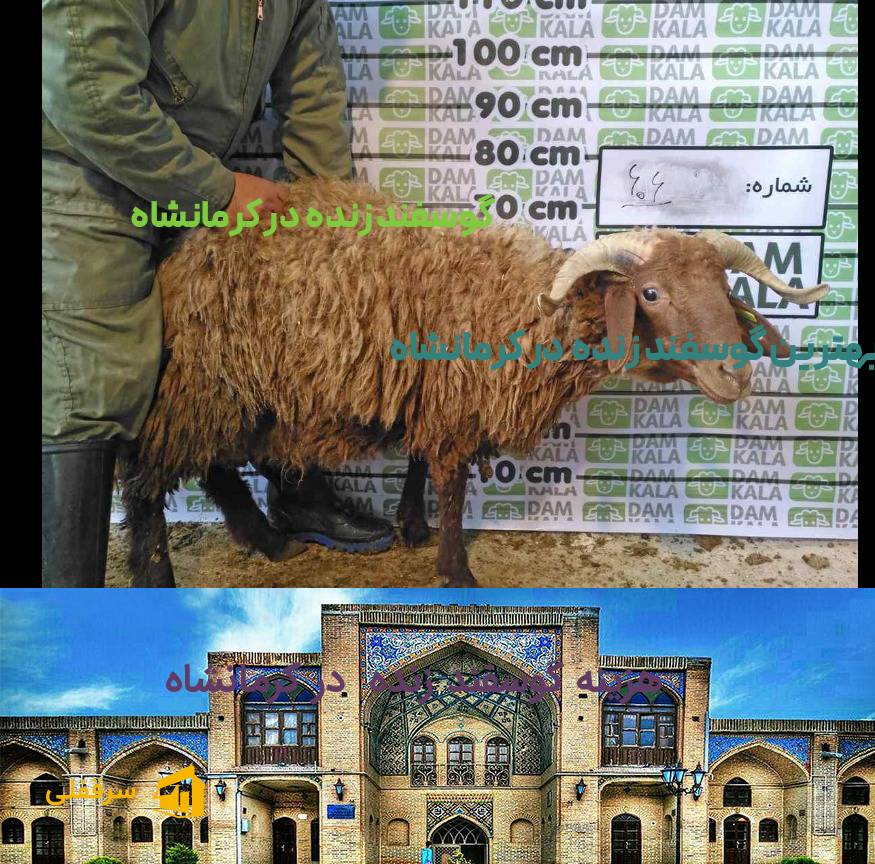 گوسفند زنده در کرمانشاه