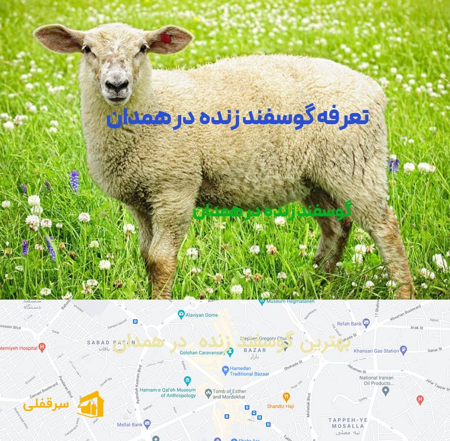 گوسفند زنده در همدان