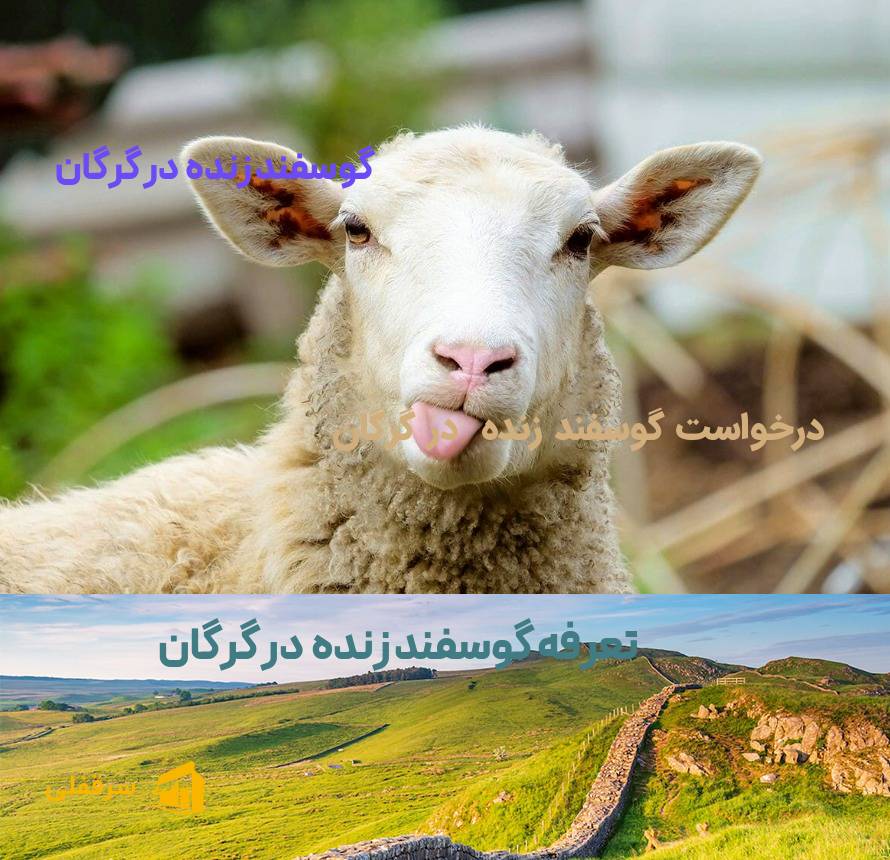 گوسفند زنده در گرگان