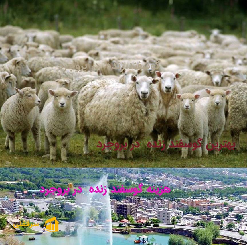 گوسفند زنده در بروجرد