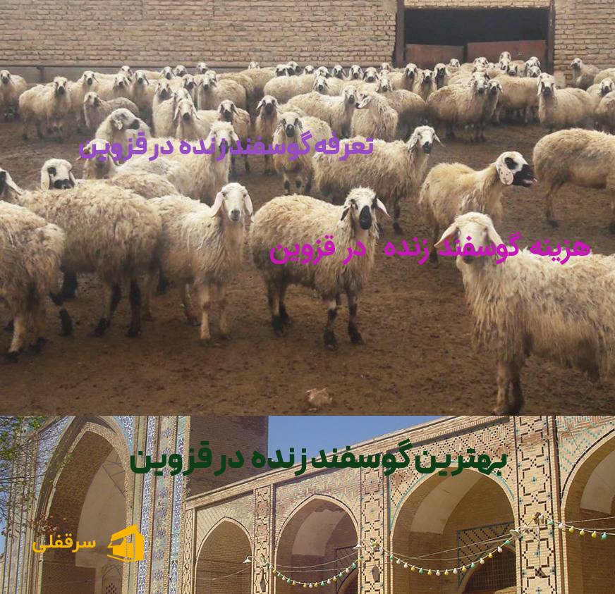گوسفند زنده در قزوین