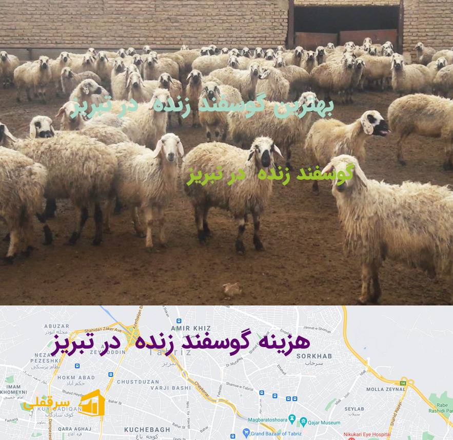 گوسفند زنده در تبریز