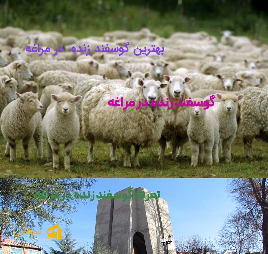 گوسفند زنده در مراغه