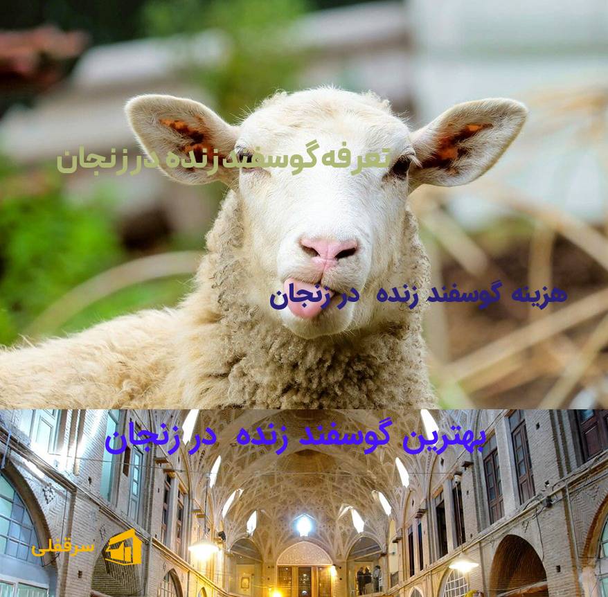 گوسفند زنده در زنجان