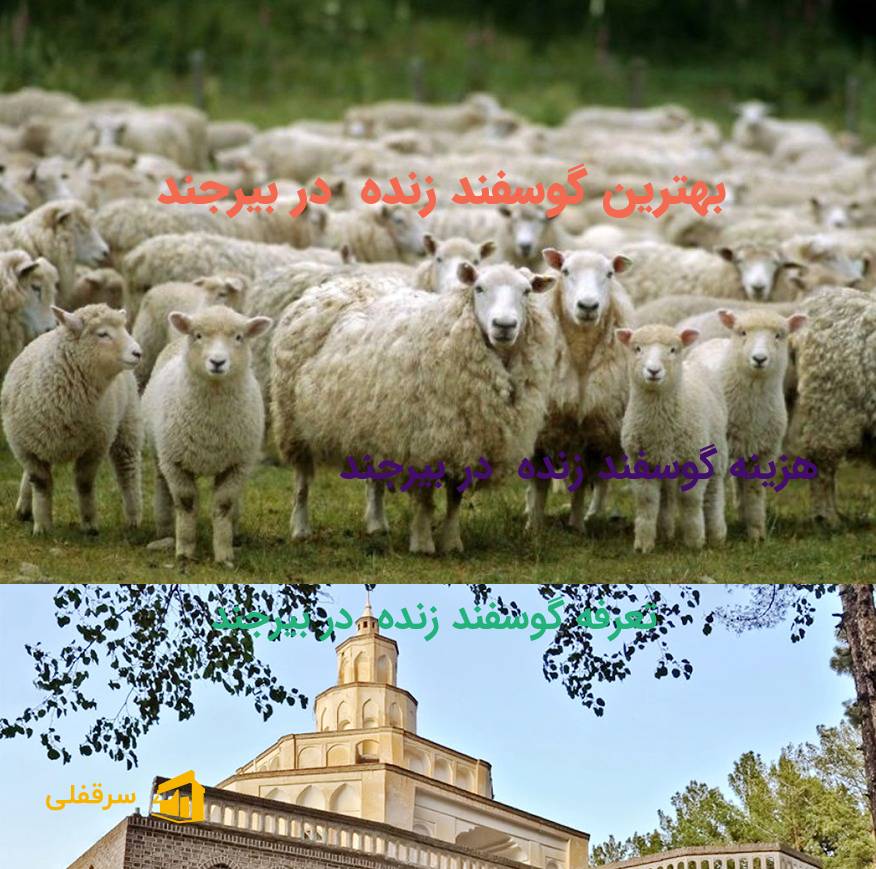 گوسفند زنده در بیرجند