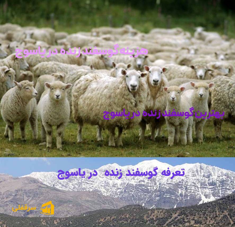 گوسفند زنده در یاسوج