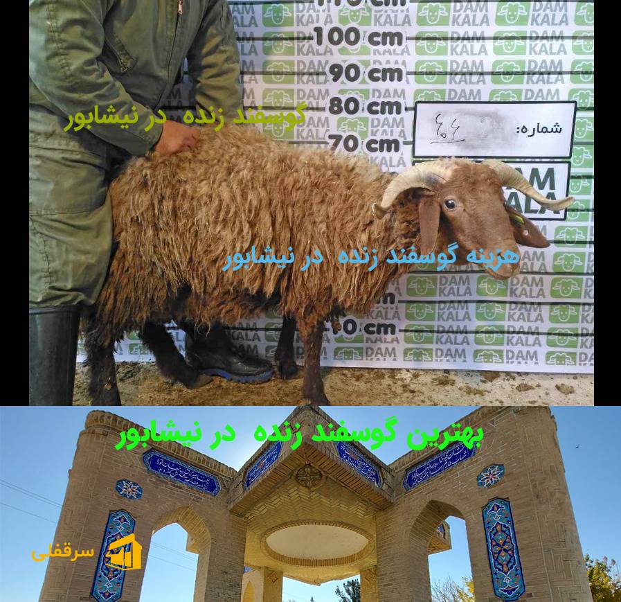 گوسفند زنده در نیشابور