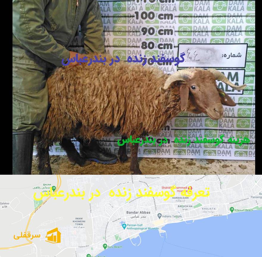 گوسفند زنده در بندرعباس