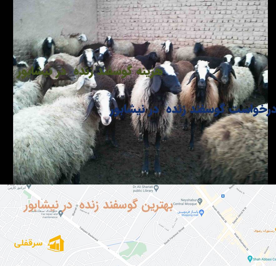 گوسفند زنده در نیشابور