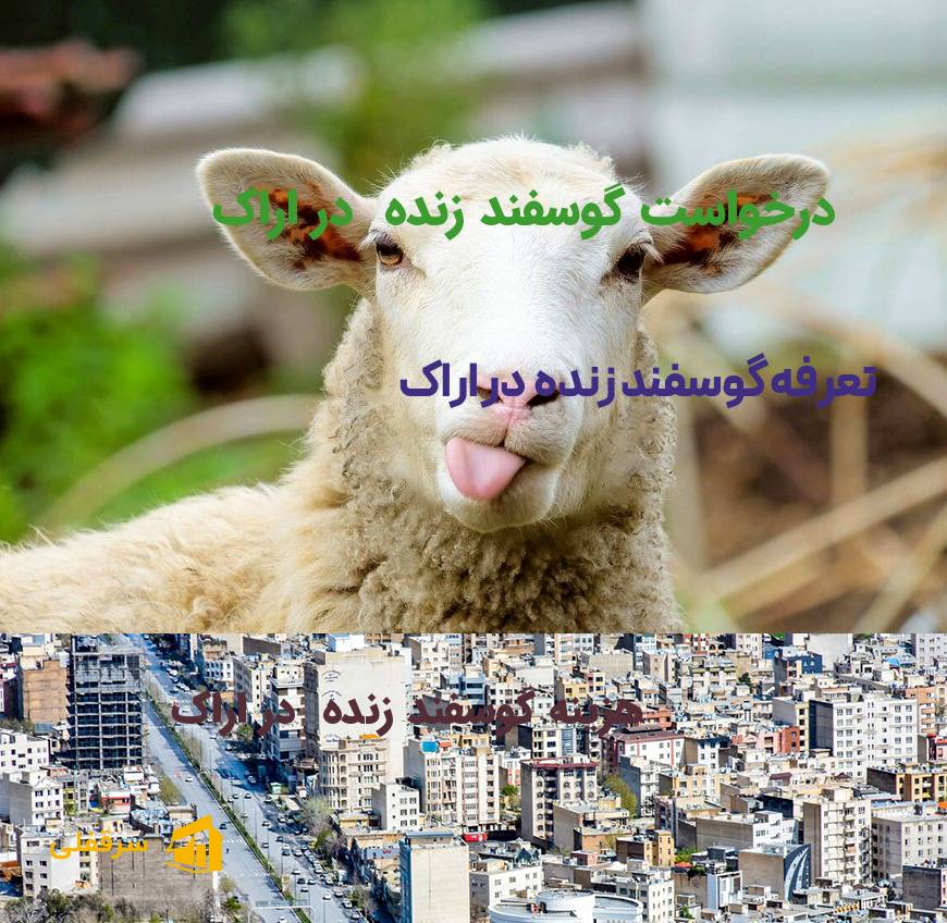 گوسفند زنده در اراک