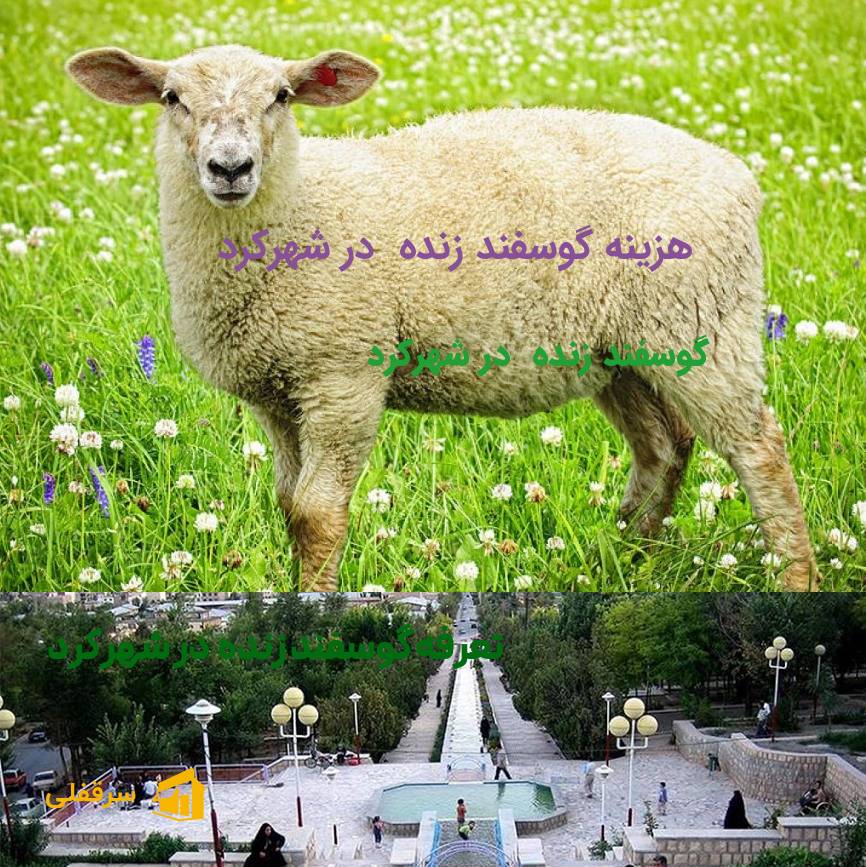 گوسفند زنده در شهرکرد