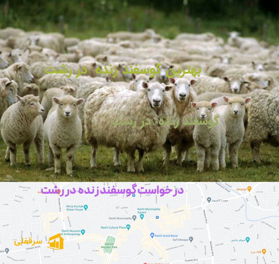 گوسفند زنده در رشت