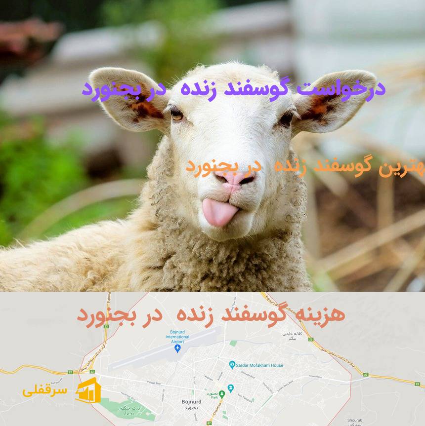 گوسفند زنده در بجنورد