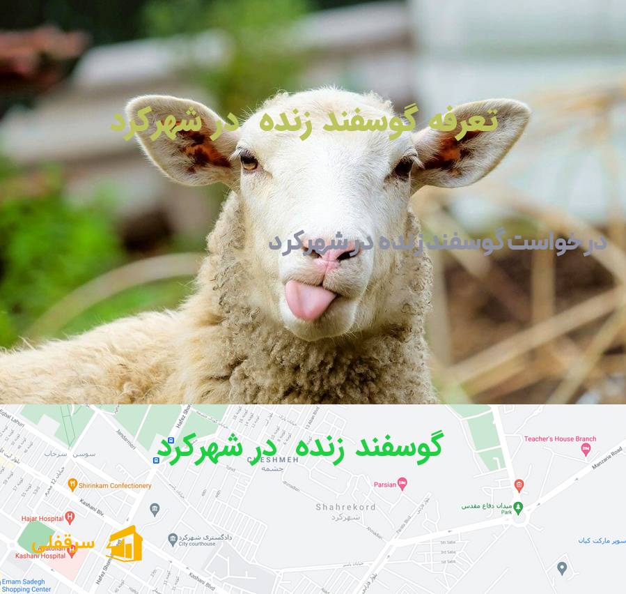 گوسفند زنده در شهرکرد