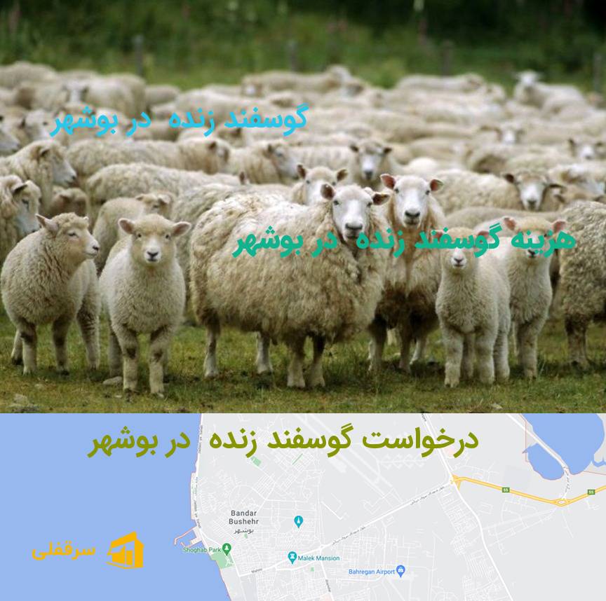 گوسفند زنده در بوشهر