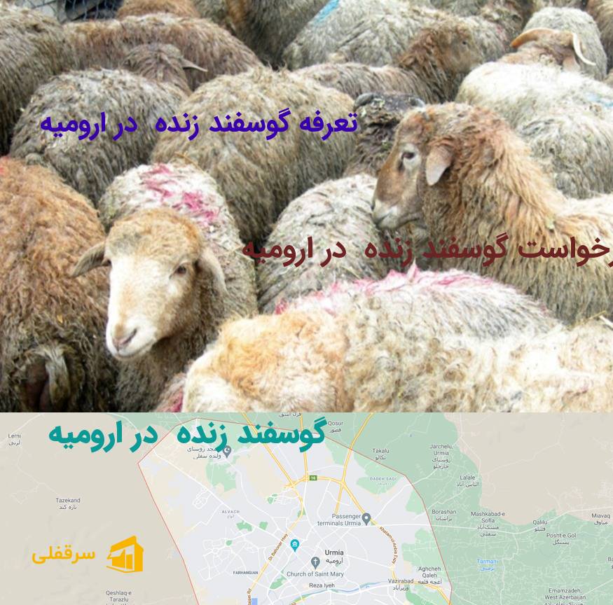 گوسفند زنده در ارومیه