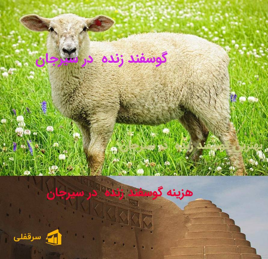 گوسفند زنده در سیرجان