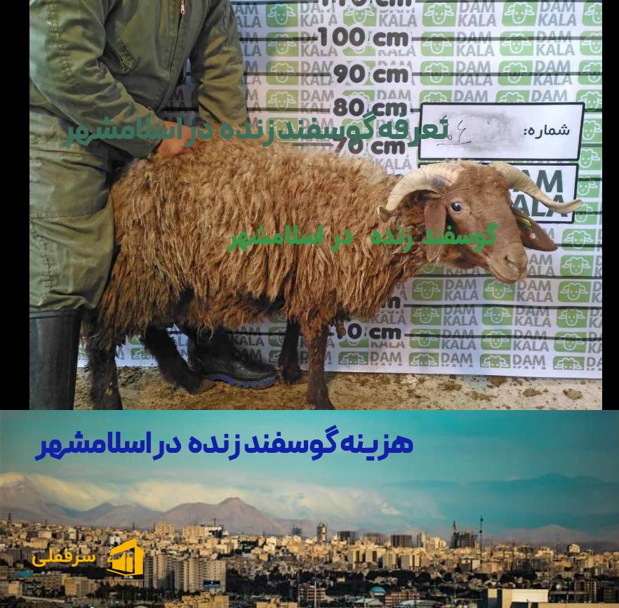 گوسفند زنده در اسلامشهر
