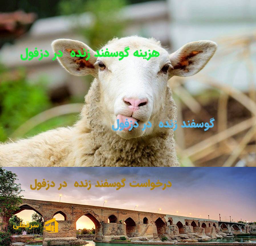 گوسفند زنده در دزفول