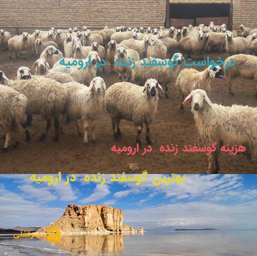 گوسفند زنده در ارومیه