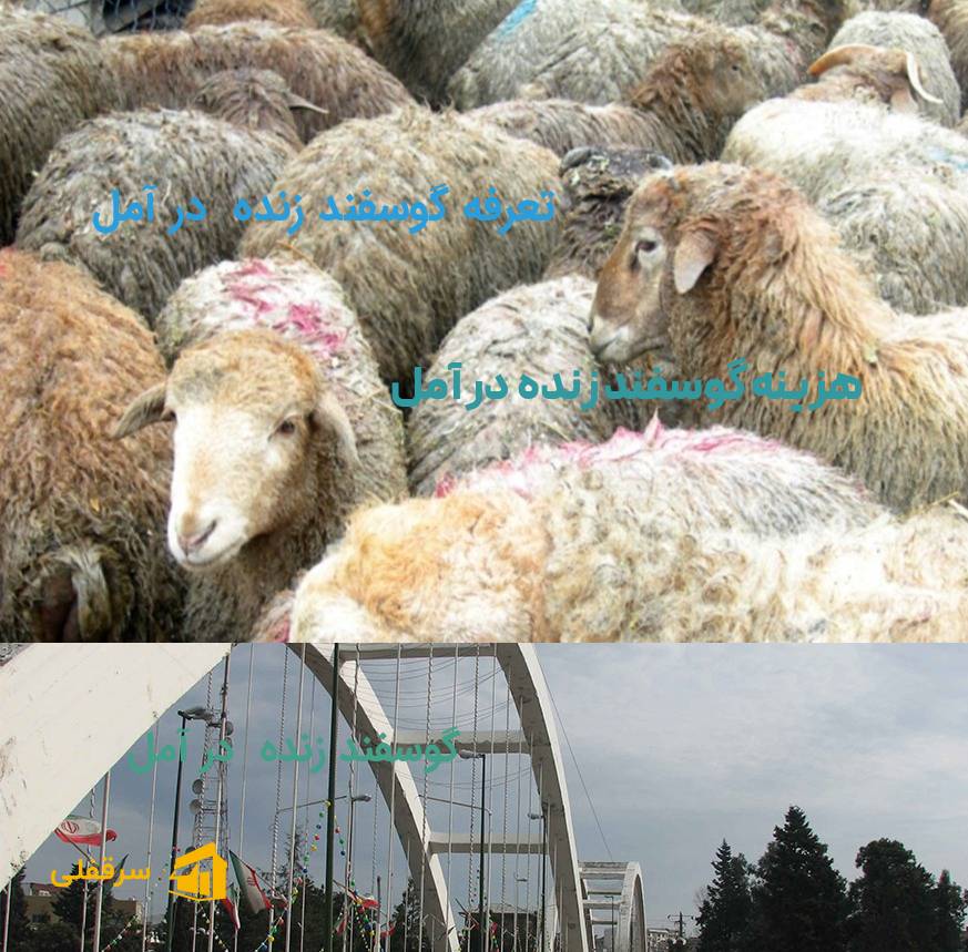 گوسفند زنده در آمل