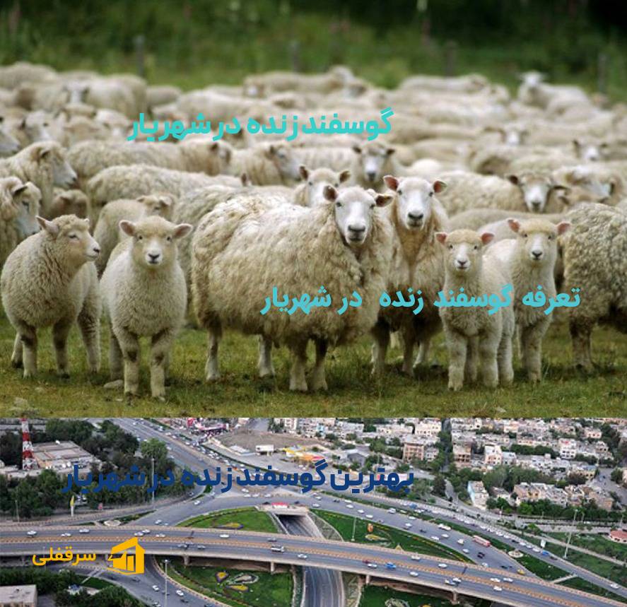 گوسفند زنده در شهریار
