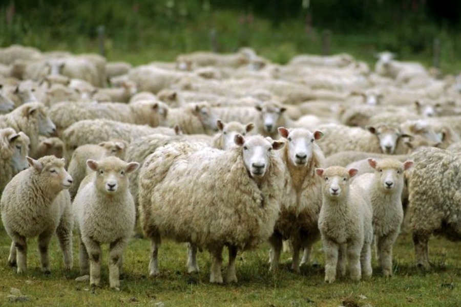 گوسفند زنده در شهر قدس